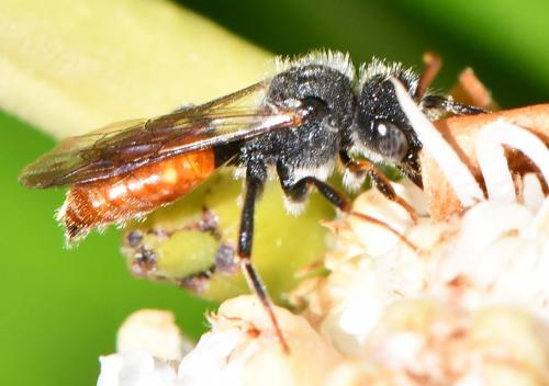 Nomada sp.